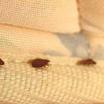 Guarding Your Sanctuary: Tips for Keeping Your Bed Frame Bug-Free